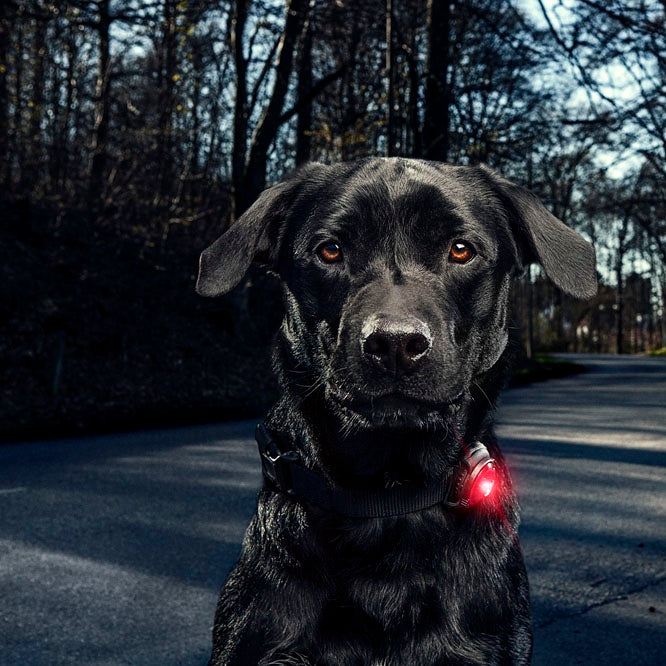 Orbiloc Dog Collar Safety Light