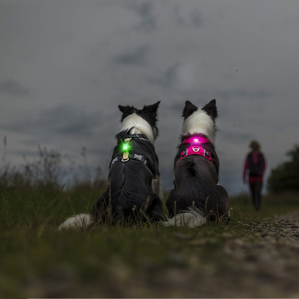 Orbiloc Dog Collar Safety Light