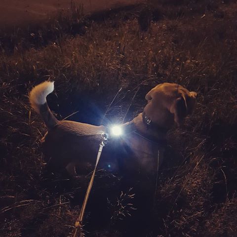Orbiloc Dog Collar Safety Light