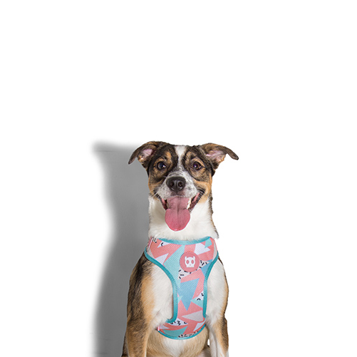 Zee Dog Memphis Mesh Harness