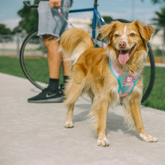 Zee Dog Memphis Mesh Harness