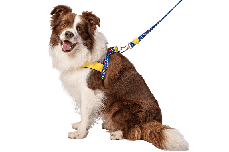 MORSO COLOR INVADERS NORWEGIAN DOG HARNESS