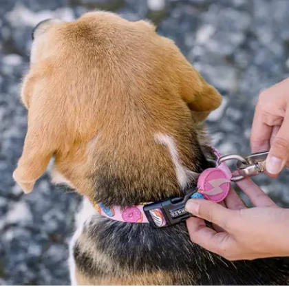 Dashi Donut Collar