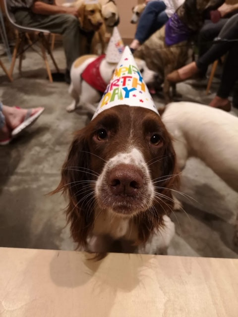 Dog Birthday Treat Box