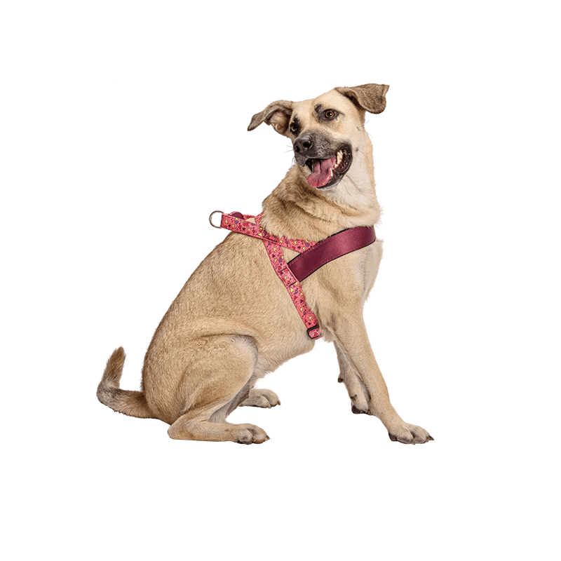 Morso Pink Think Norwegian Dog Harness