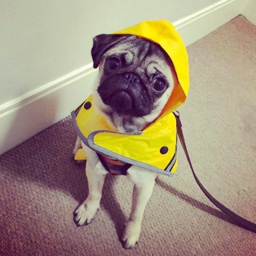 Sotnos Yellow Sunshine Dog Raincoat